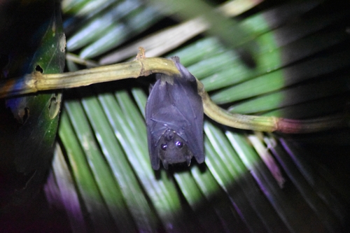 Aethalops alecto