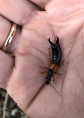 Carcinophora americana