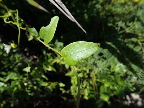Image of Jacquemontia havanensis by (c) Daniel Cahen, some rights reserved (CC BY)