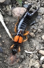 Carcinophora americana