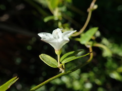 Jacquemontia havanensis