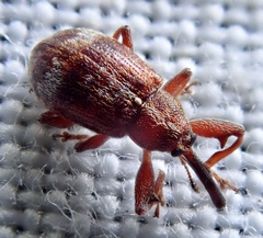 Anthonomus bituberculatus