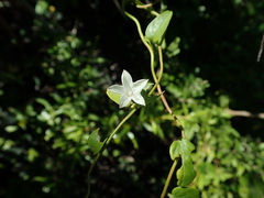 Jacquemontia havanensis