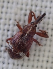 Anthonomus bituberculatus
