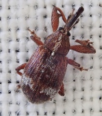 Anthonomus bituberculatus