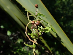 Jacquemontia havanensis