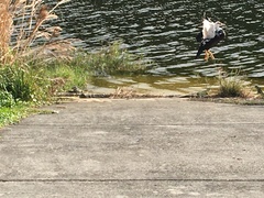 Cairina moschata domestica