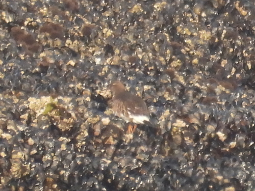 Black Turnstone (Arenaria melanocephala), photo 5