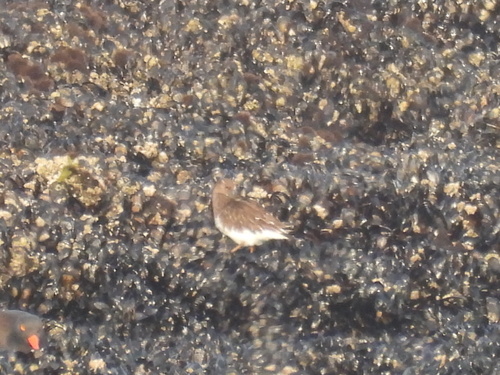 Black Turnstone (Arenaria melanocephala), photo 6