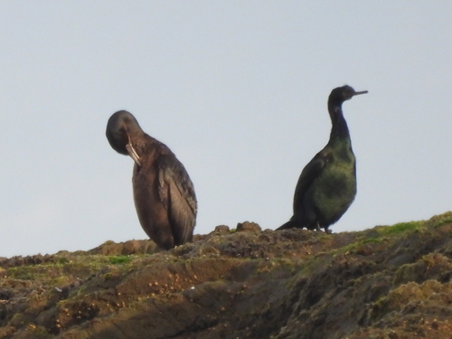 Brandt's Cormorant (Urile penicillatus), photo 5