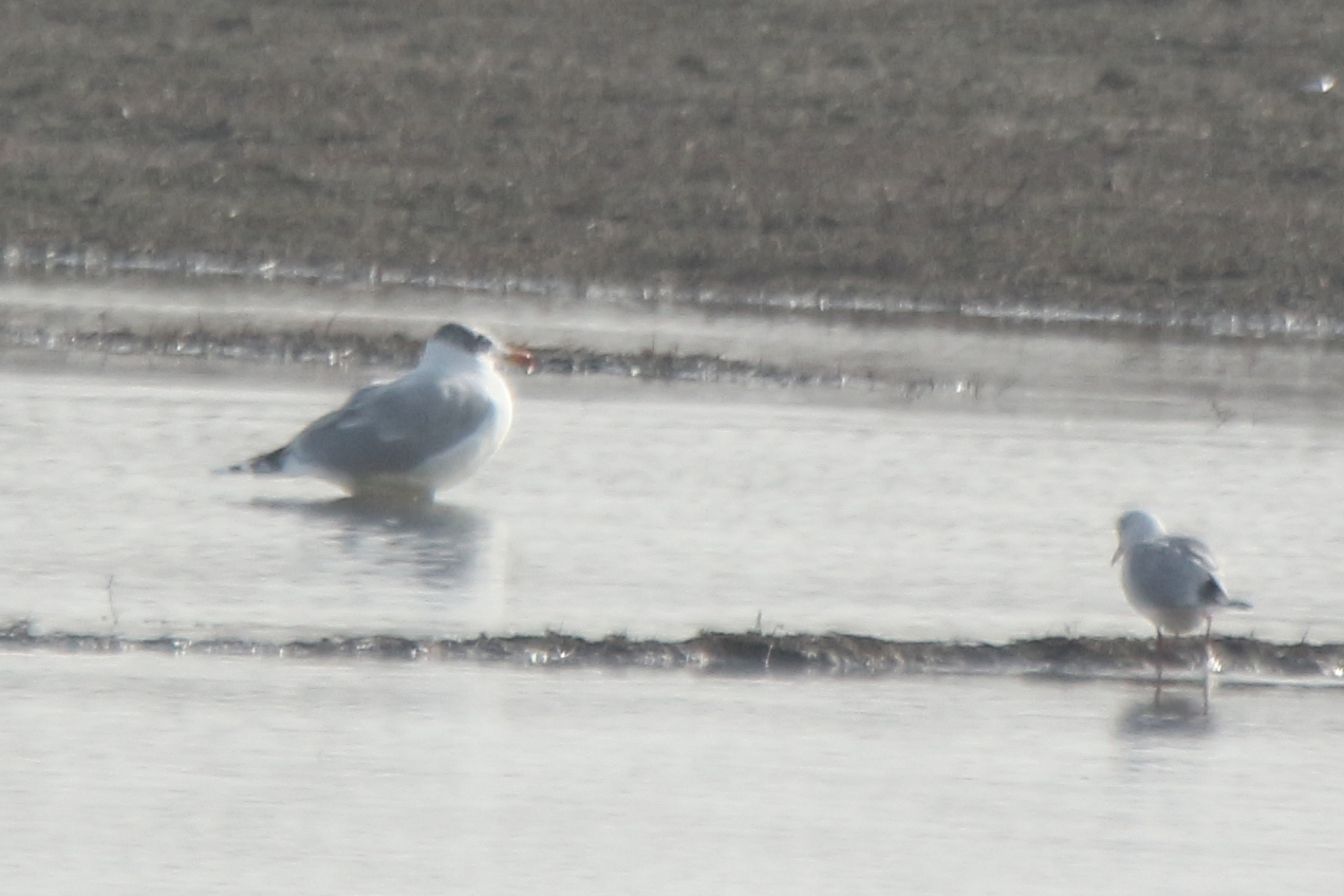 Pallas's Gull (Ichthyaetus ichthyaetus), photo 5