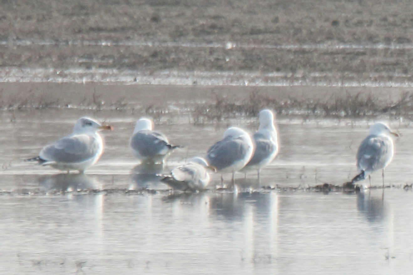 Pallas's Gull (Ichthyaetus ichthyaetus), photo 6
