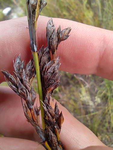 Curvy Tetrar (Tetraria flexuosa)