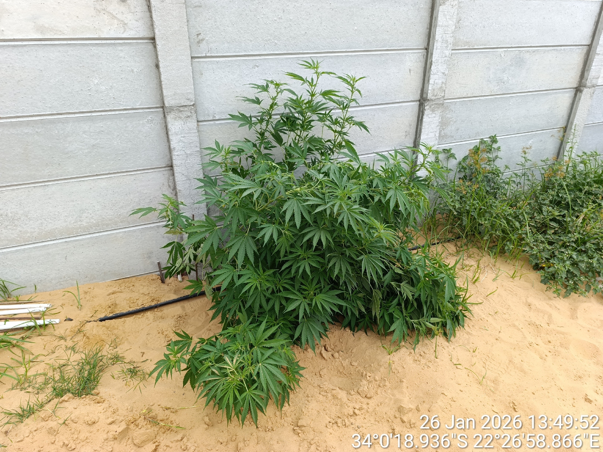 Imagem de Maconha