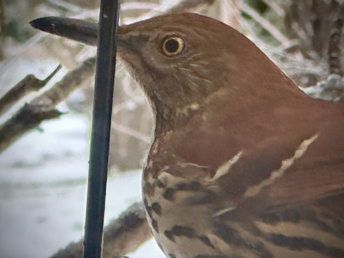 Brown Thrasher (Toxostoma rufum), photo 5