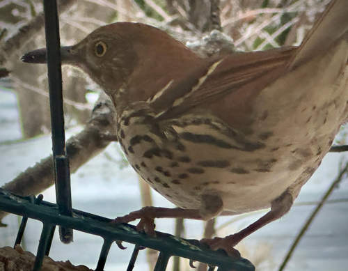 Brown Thrasher (Toxostoma rufum), photo 4