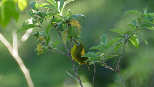 iNaturalist image