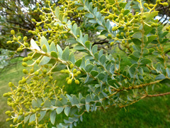 Acacia cultriformis