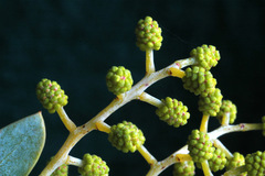 Acacia cultriformis