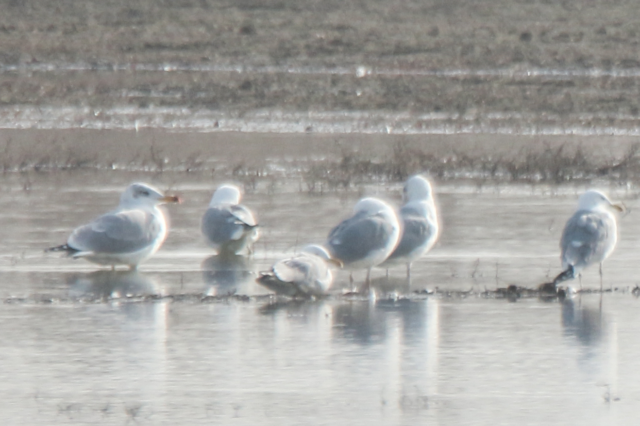Pallas's Gull (Ichthyaetus ichthyaetus), photo 7