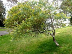 Acacia cultriformis