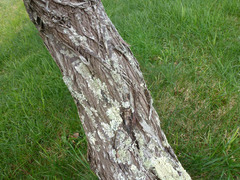 Acacia cultriformis
