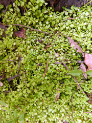 Callitriche muelleri