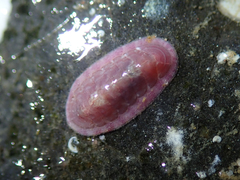 Ischnochiton cessaci
