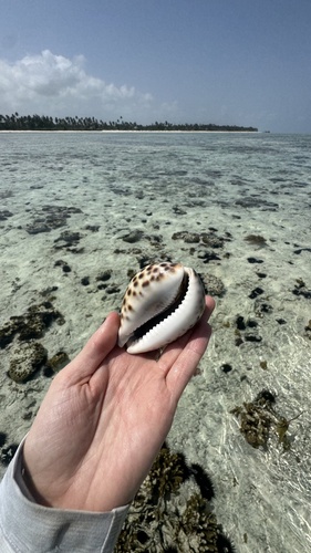 Cypraea tigris