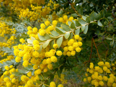Acacia cultriformis