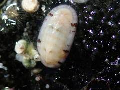 Ischnochiton cessaci