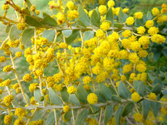 Acacia cultriformis
