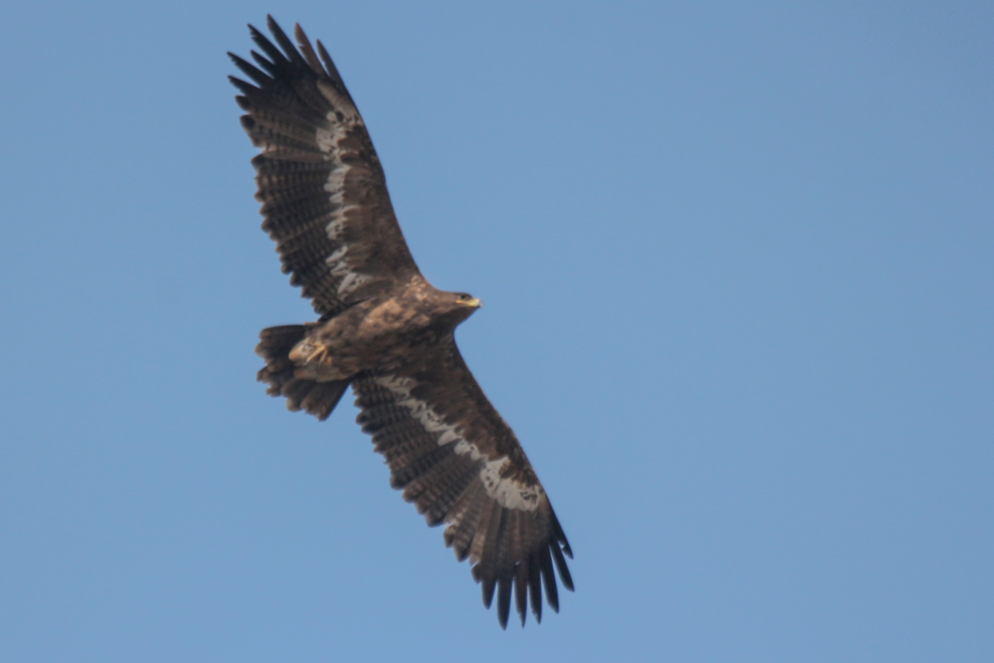 Steppe Eagle (Aquila nipalensis), photo 7