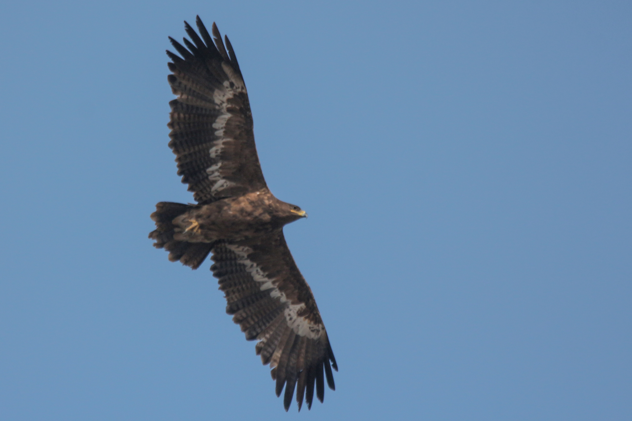 Steppe Eagle (Aquila nipalensis), photo 8