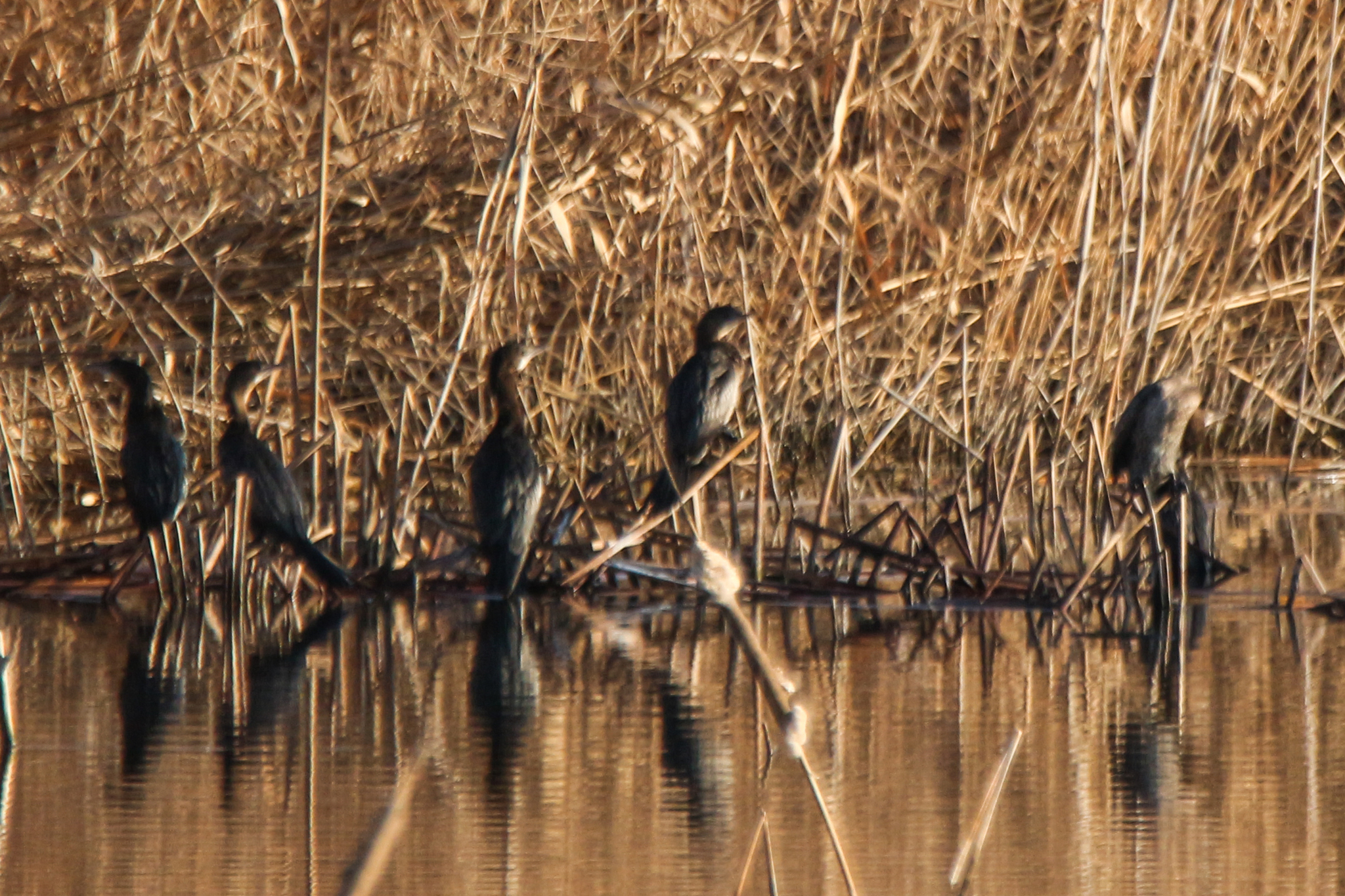 Pygmy Cormorant (Microcarbo pygmaeus), photo 10