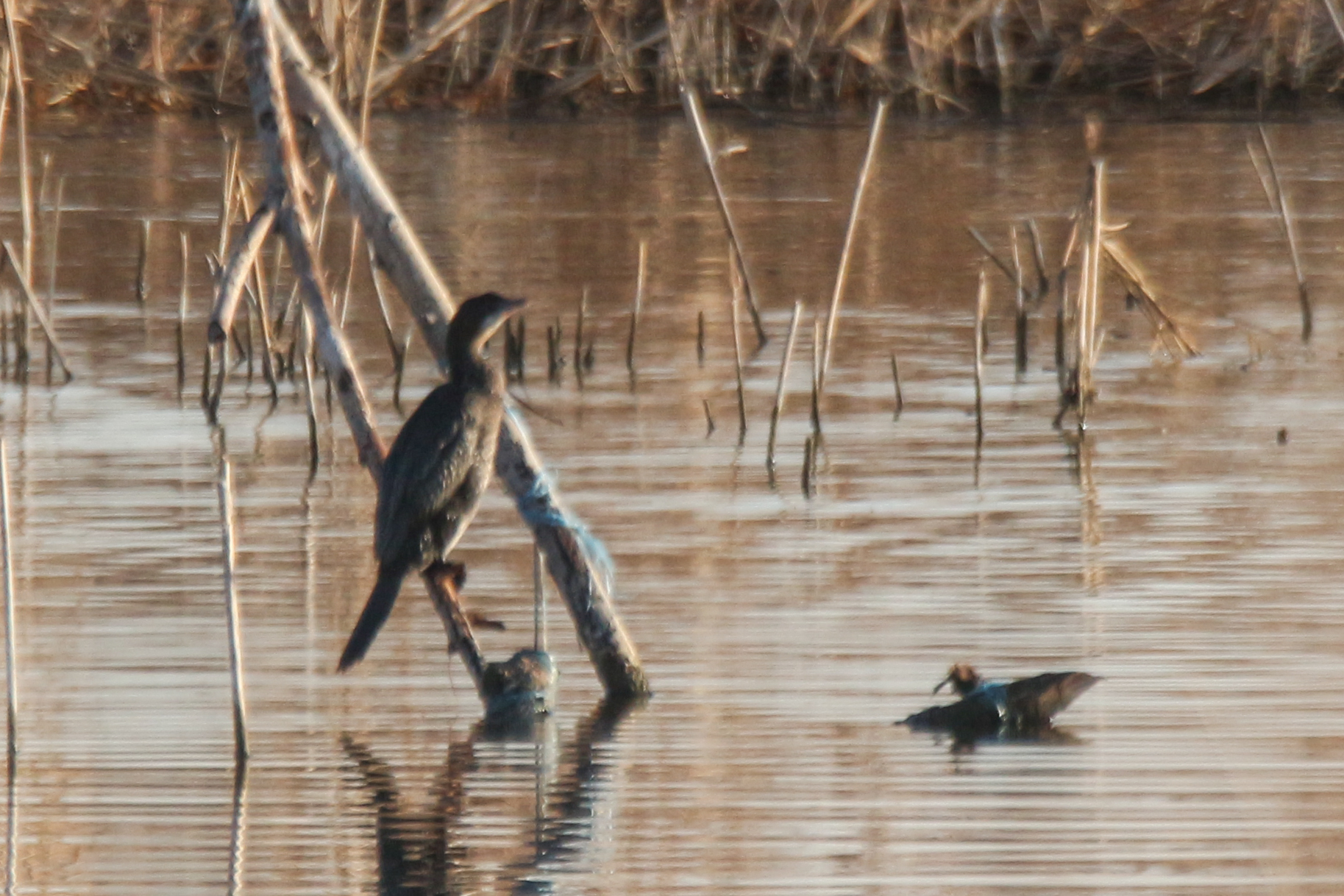 Pygmy Cormorant (Microcarbo pygmaeus), photo 9