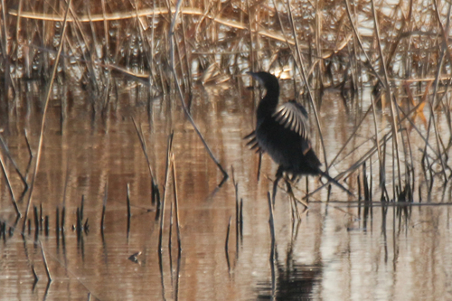 Pygmy Cormorant (Microcarbo pygmaeus), photo 6