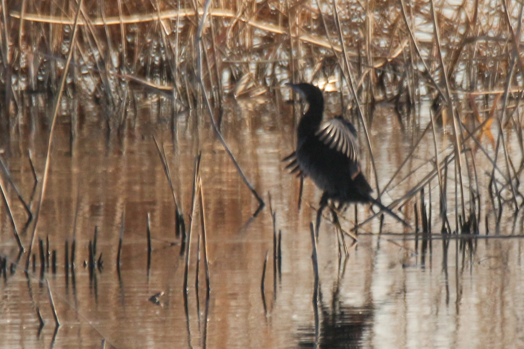 Pygmy Cormorant (Microcarbo pygmaeus), photo 8