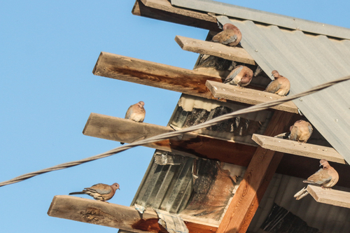 Laughing Dove (Spilopelia senegalensis), photo 9