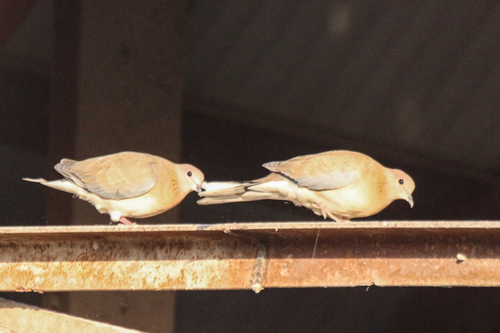 Laughing Dove (Spilopelia senegalensis), photo 10