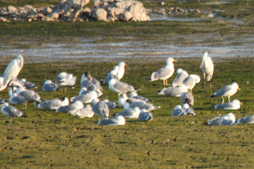 Pallas's Gull (Ichthyaetus ichthyaetus)