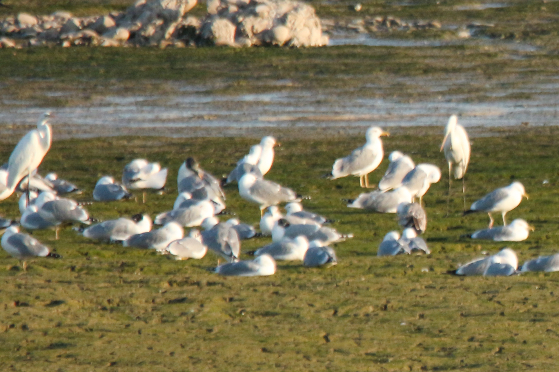 Pallas's Gull (Ichthyaetus ichthyaetus), photo 1