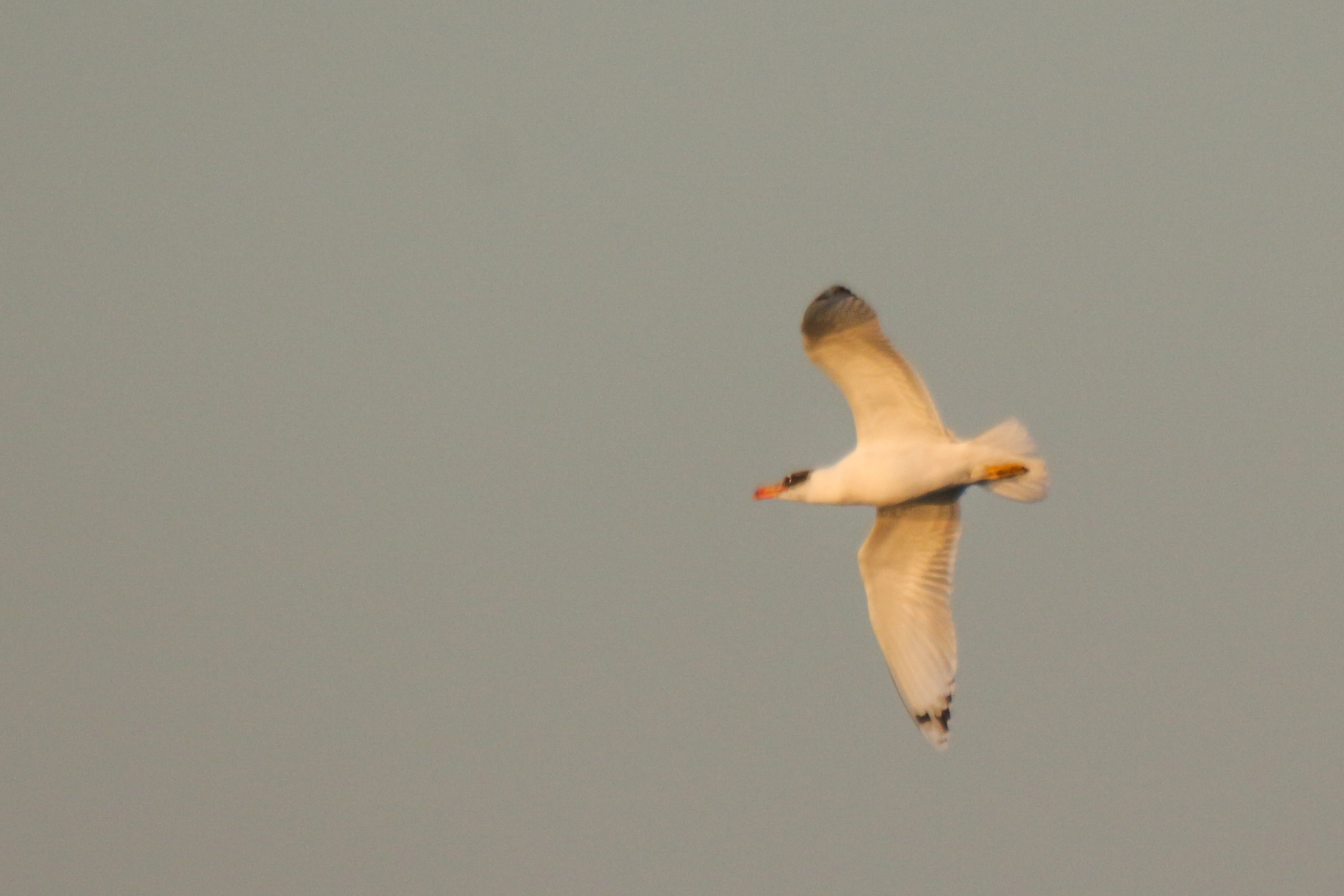 Pallas's Gull (Ichthyaetus ichthyaetus), photo 2