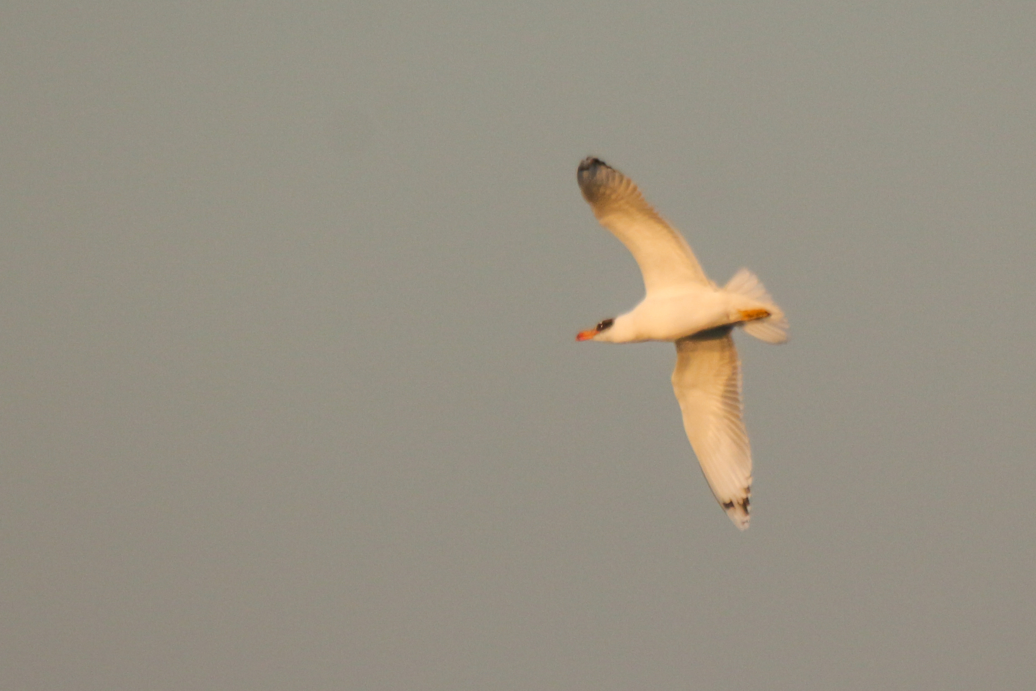 Pallas's Gull (Ichthyaetus ichthyaetus), photo 3