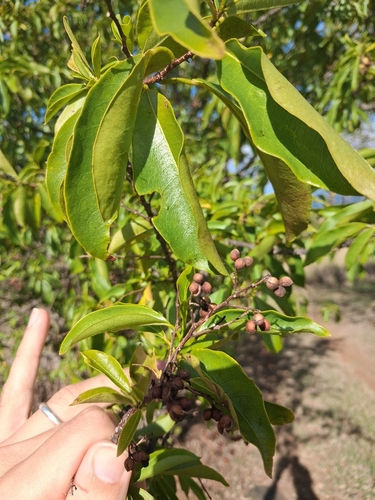 Zanthoxylum schreberi, photograph 4