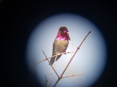 Calypte anna
