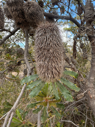 Southern Plains Banksia (Banksia media)