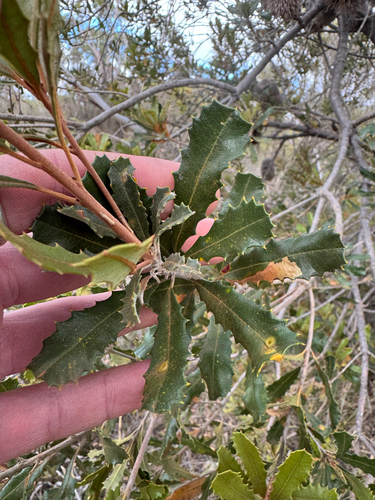 Banksia media, photograph 5
