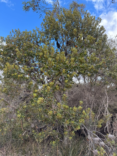 Banksia media, photograph 6