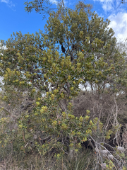 Banksia media, photograph (c) Tyler Anthony, some rights reserved (CC BY)